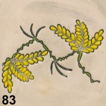 Acacia branch